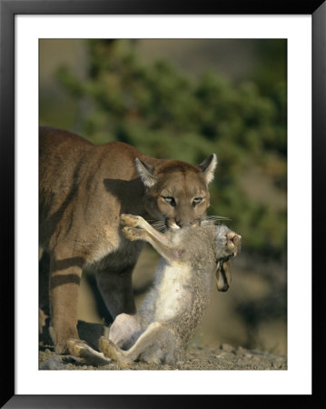A Female Mountain Lion With A Freshly-Killed Rabbit In Her Mouth by Norbert Rosing Pricing Limited Edition Print image