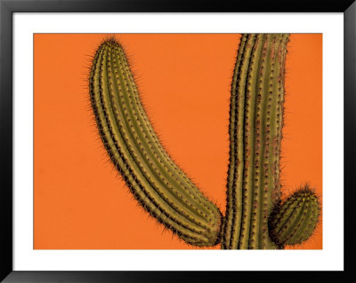 Colorful Cactus Details, Mexico by Walter Bibikow Pricing Limited Edition Print image