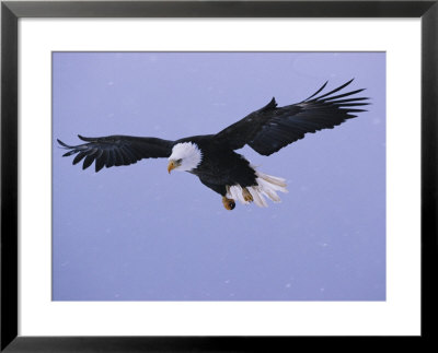 An American Bald Eagle In Flight by Klaus Nigge Pricing Limited Edition Print image