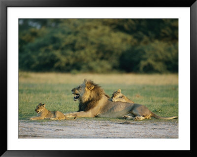 A Male Lion And His Cubs by Beverly Joubert Pricing Limited Edition Print image