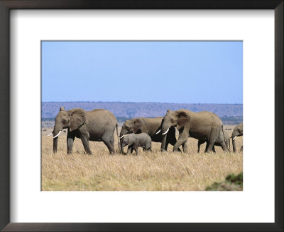 A Group Of African Elephants by Norbert Rosing Pricing Limited Edition Print image