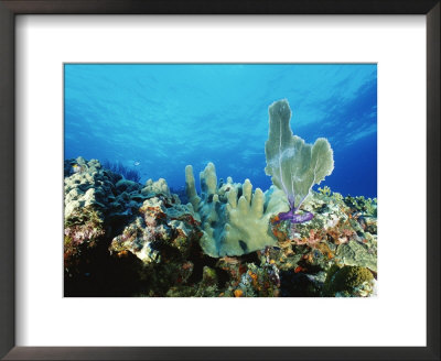 Underwater View Of A Reef In The British Virgin Islands by Raul Touzon Pricing Limited Edition Print image