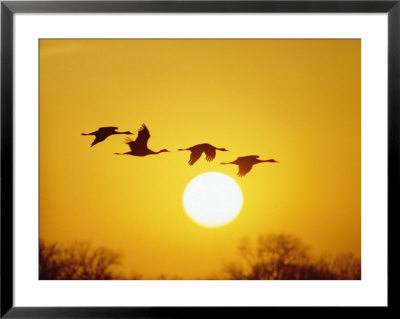 Silhouetted Sandhill Cranes Against A Setting Sun by Lowell Georgia Pricing Limited Edition Print image