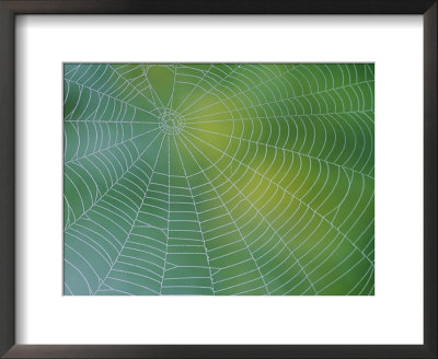 Spiderweb Covered In Dew by Darlyne A. Murawski Pricing Limited Edition Print image