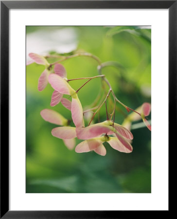 Samaras, The Pink And Green Fruit Of The Japanese Maple Tree by Darlyne A. Murawski Pricing Limited Edition Print image