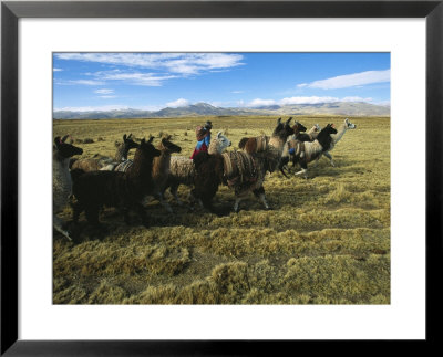 A Herder Walks Her Flock Of Llamas Towards Lake Titicaca by Kenneth Garrett Pricing Limited Edition Print image