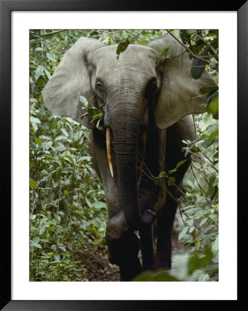 An African Forest Elephant Walks Through The Forest by Michael Fay Pricing Limited Edition Print image