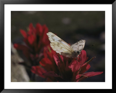 A Pieris Butterfly Perches On An Indian Paintbrush Flower by Paul Chesley Pricing Limited Edition Print image