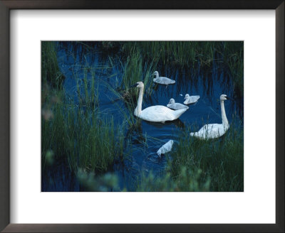 A Family Of Trumpeter Swans Swims Near Denali National Park by Melissa Farlow Pricing Limited Edition Print image