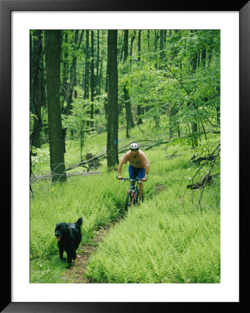 Mountain Biker And Dog On Single Track Trail Through Ferns by Skip Brown Pricing Limited Edition Print image