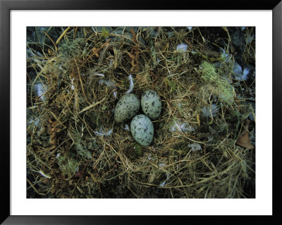 Glaucous-Winged Gull Nest With Three Eggs by Joel Sartore Pricing Limited Edition Print image