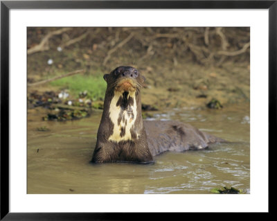 A Giant Otter In A Stream Bed In Venezuela by Ed George Pricing Limited Edition Print image