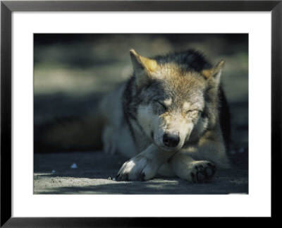 Gray Wolf Dozing by Joel Sartore Pricing Limited Edition Print image