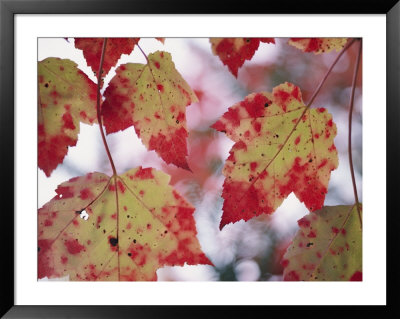 Red Maple Leaves by George F. Mobley Pricing Limited Edition Print image