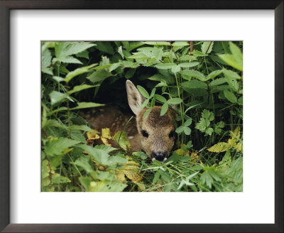 A Juvenile Roe Deer Looks Out From A Nest Of Green Plants by Mattias Klum Pricing Limited Edition Print image