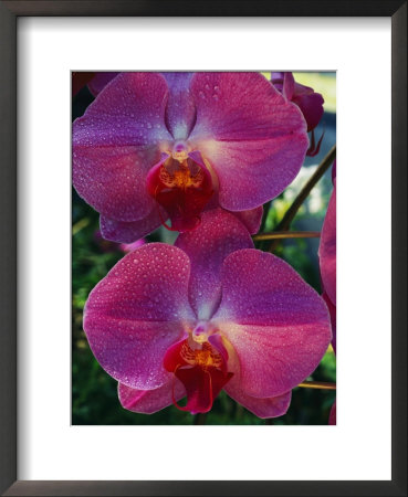 A Close View Of An Exquisite Phalaenopsis Orchid by Jonathan Blair Pricing Limited Edition Print image