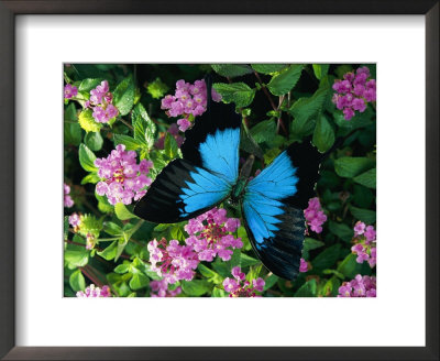 A Ulysses Butterfly, Native To Australia, Lands On Some Pink Flowers by Roy Toft Pricing Limited Edition Print image