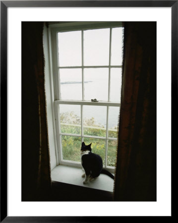 A Cat Sitting On A Windowsill by Bill Curtsinger Pricing Limited Edition Print image