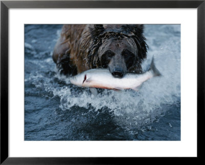 A Grizzly Bear Carries Its Freshly Caught Salmon To Shore by Joel Sartore Pricing Limited Edition Print image