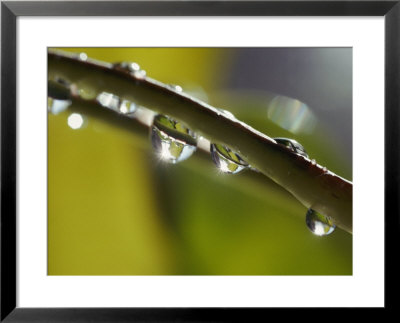 A Close-Up Of Water Droplets On A Blade Of Grass by Todd Gipstein Pricing Limited Edition Print image