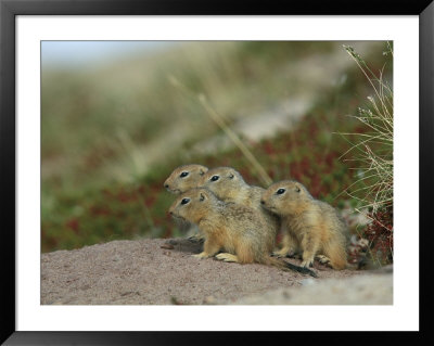 A Group Of Juvenile Arctic Ground Squirrels by Norbert Rosing Pricing Limited Edition Print image