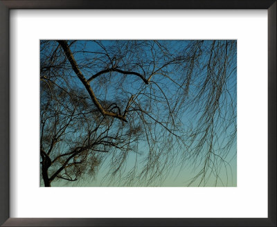 Branches Of A Weeping Willow Tree Against A Blue Sky by Todd Gipstein Pricing Limited Edition Print image