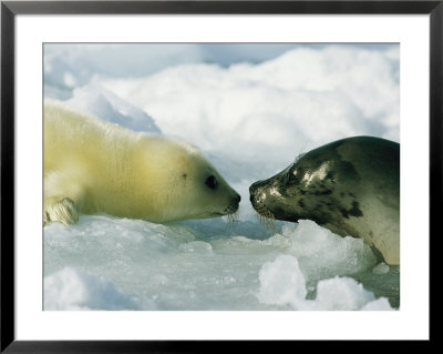 A Newborn Gray Seal Pup Bonds With Its Mother by Norbert Rosing Pricing Limited Edition Print image