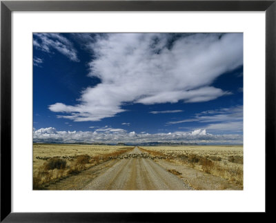 Sheep Crossing A Dirt Road In Western Utah by Phil Schermeister Pricing Limited Edition Print image