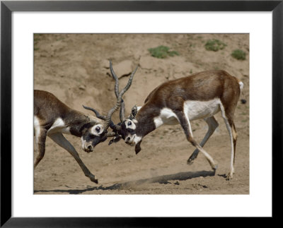Sparring Blackbucks by Bates Littlehales Pricing Limited Edition Print image