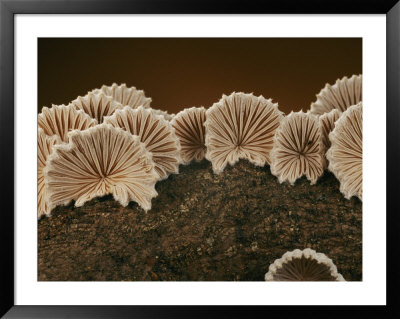 An Array Of Common Split Gill Mushrooms by Darlyne A. Murawski Pricing Limited Edition Print image