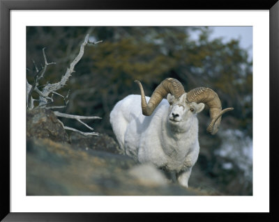 Dalls Sheep by Michael S. Quinton Pricing Limited Edition Print image