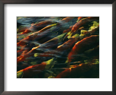 Sockeye Salmon Swim Upstream To Spawn by Robert Sisson Pricing Limited Edition Print image