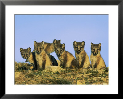 A Row Of Curious Young Arctic Foxes Eye The Photographer by Norbert Rosing Pricing Limited Edition Print image