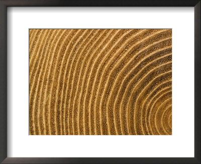 A Close View Of Tree Rings by Taylor S. Kennedy Pricing Limited Edition Print image