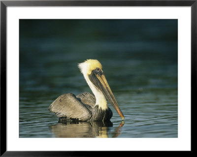 Brown Pelican On Floridas Gulf Coast by Klaus Nigge Pricing Limited Edition Print image