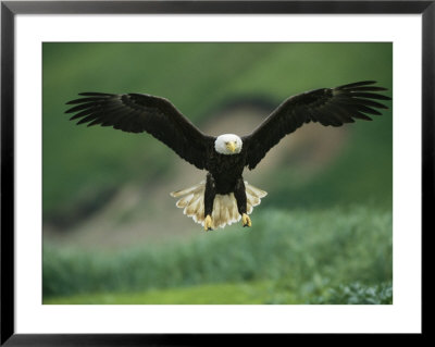 An American Bald Eagle Descends Along The Shoreline by Klaus Nigge Pricing Limited Edition Print image
