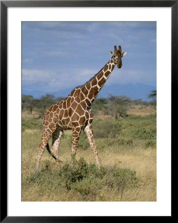 A Reticulated Giraffe On A Samburu Savanna by Roy Toft Pricing Limited Edition Print image