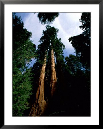 Giant Sequoia Trees Looking Skyward by James P. Blair Pricing Limited Edition Print image