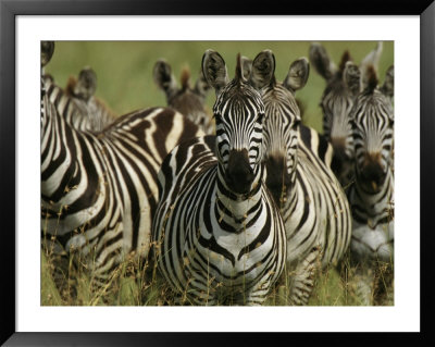 A Herd Of Zebras Standing Alert by Michael Melford Pricing Limited Edition Print image