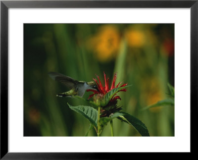 A Hummingbird At A Flower In Rock Creek Park by Taylor S. Kennedy Pricing Limited Edition Print image