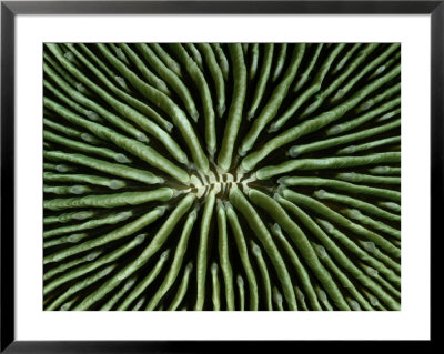 A Close-View Of A Mushroom Coral Of The Western Pacific by Wolcott Henry Pricing Limited Edition Print image