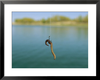 A Fishing Hook Baited With An Earthworm by Joel Sartore Pricing Limited Edition Print image