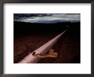 A Rattlesnake Crossing The Highway At Twilight by Chris Johns Pricing Limited Edition Print image