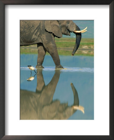 An African Elephant Walks Across Shallow Water by Beverly Joubert Pricing Limited Edition Print image