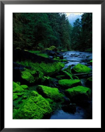 Algae Covers The Rocks Lining Salmon Creek by Raymond Gehman Pricing Limited Edition Print image