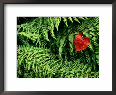 Mountain Bindweed And Fern Fronds by Bates Littlehales Pricing Limited Edition Print image