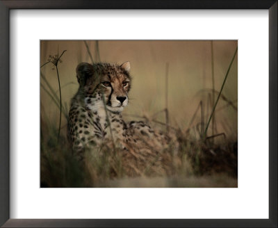 A Portrait Of An African Cheetah Resting In The Tall Grass by Chris Johns Pricing Limited Edition Print image