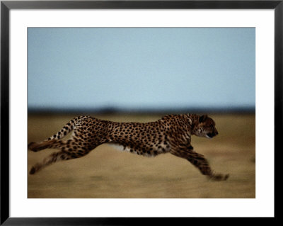 An African Cheetah Sprinting Across The An African Plain by Chris Johns Pricing Limited Edition Print image