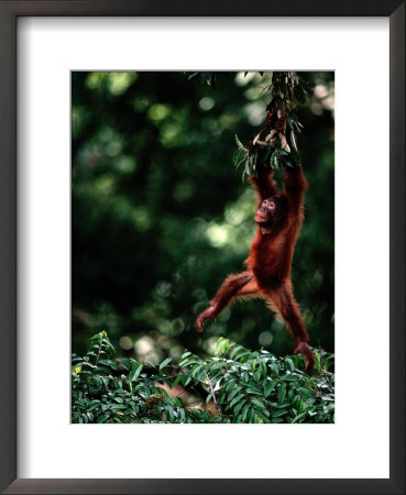 Orangutan (Pongo Pygmaeus) by Mattias Klum Pricing Limited Edition Print image