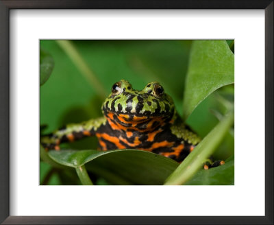 Fire-Bellied Toad At The Sunset Zoo by Joel Sartore Pricing Limited Edition Print image